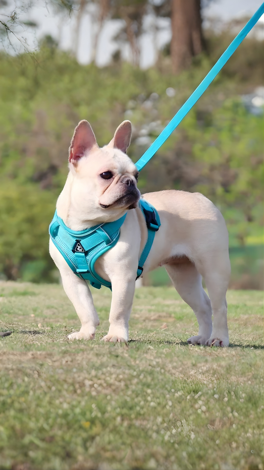Arnés Perro Reflectante Ajustable Turquesa - Seguridad Paseo Nocturno