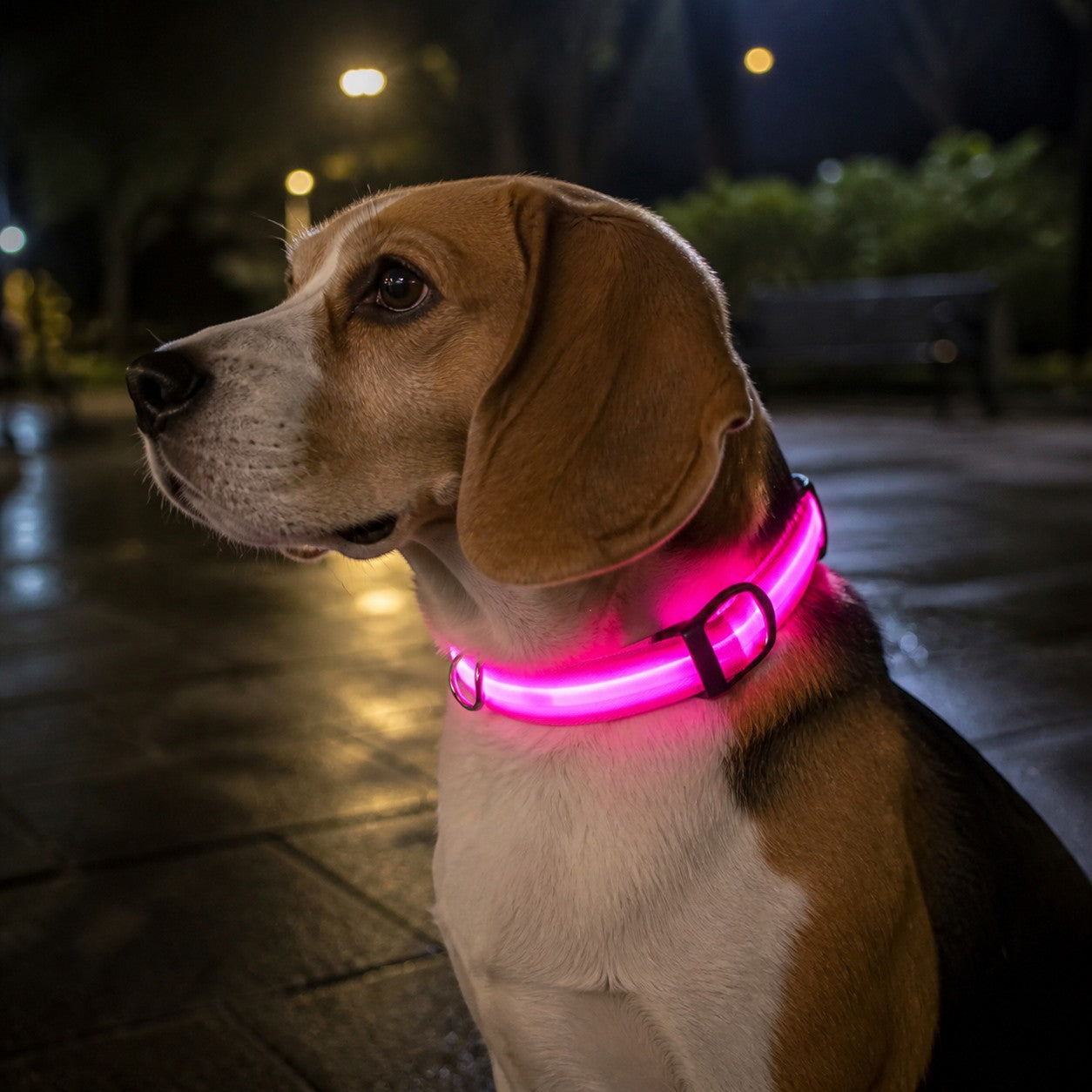 Perro Beagle con collar LED rosa brillante de Purrfect Cozy Beds, ideal para paseos nocturnos con alta visibilidad.